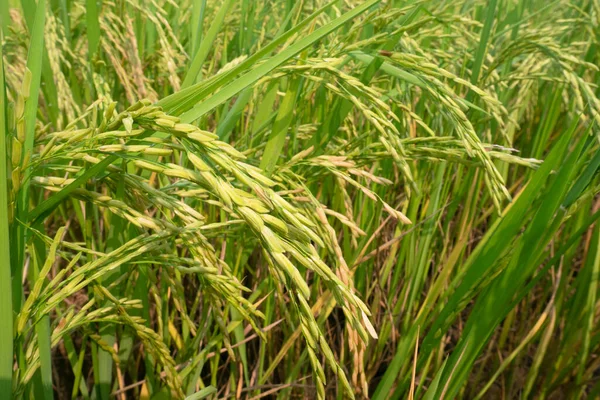 Rice Sprouts Paddy Field — Stock Photo, Image