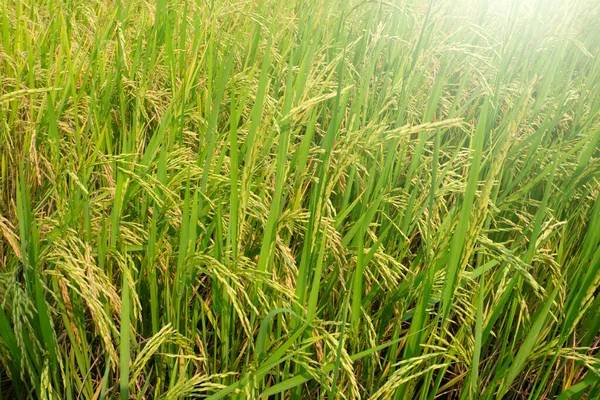 Çeltik Tarlasında Pirinç Filizleri — Stok fotoğraf