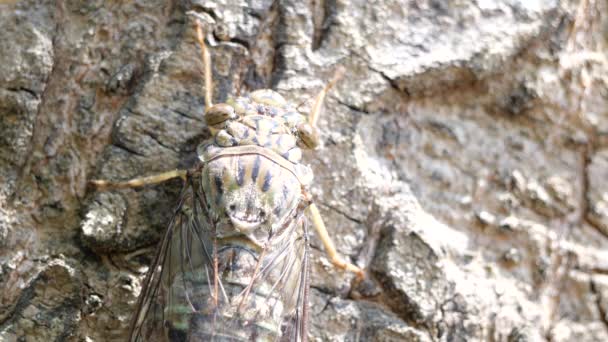 Έντομο Cicada Στην Ταϊλάνδη Και Νοτιοανατολική Ασία — Αρχείο Βίντεο