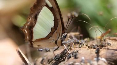 Tayland ve Güneydoğu Asya 'da Hint Sarı Kelebeği.