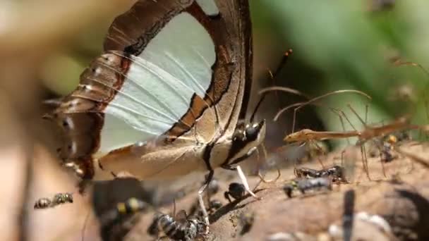 泰国和东南亚的印度黄雀蝶 — 图库视频影像