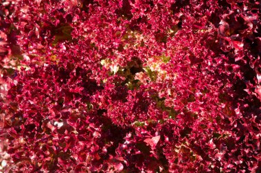 Bahçedeki organik sebze.