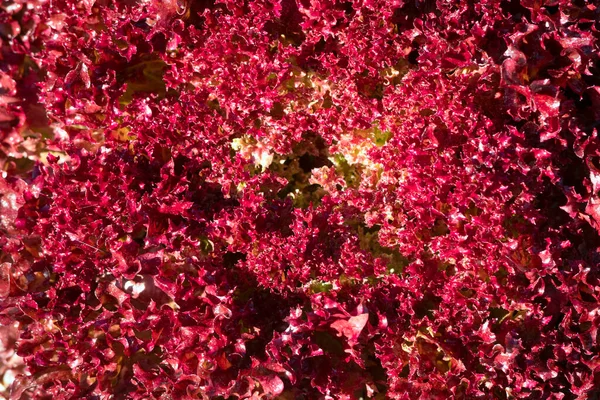 Bahçedeki organik sebze.