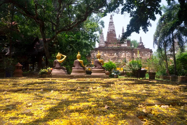 Wat Chet Yod Con Flores Amarillas Floreciendo Temporada Verano Chiang —  Fotos de Stock