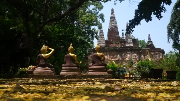 Wat Chet Yod Жовтими Квітами Цвіте Літній Сезон Чіангмай Таїланд — стокове відео