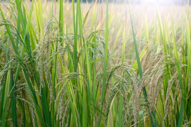 Çeltik tarlasında pirinç filizleri.