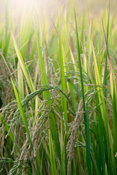 Çeltik Tarlasında Pirinç Filizleri — Stok fotoğraf