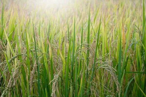 Рисовые Ростки Рисовом Поле — стоковое фото