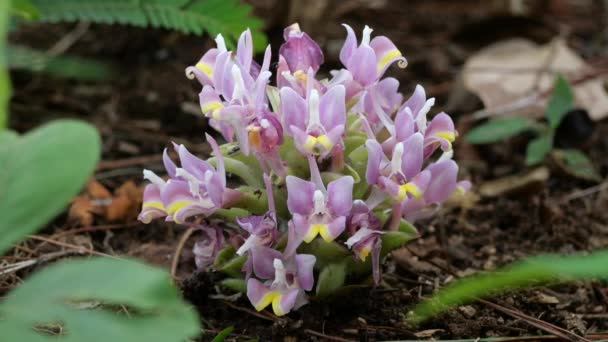 Curcuma Ecomata Craib Flower Planta Endémica Chiangmai Tailândia — Vídeo de Stock