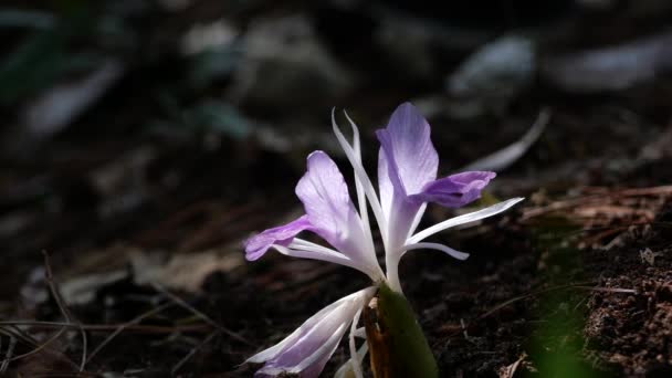 Kaempferia Flower Blooming Medicinal Plant Nature Background Chiangmai Thailand — Video