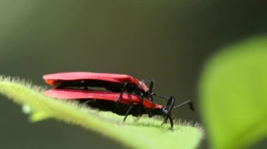 Doğada ateşböceği çiftleşmesi.