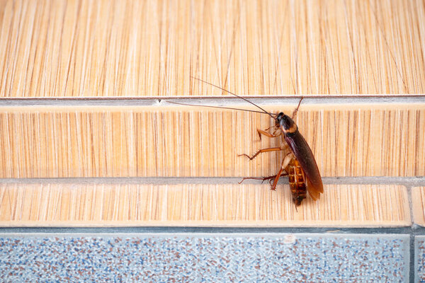 Таракан мертв на полу в доме для заднего плана.