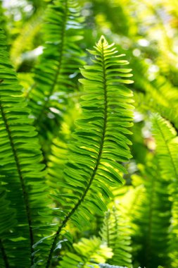 Doğa için güzel yapraklar arkaplan.