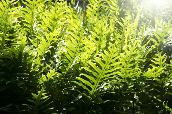 Vackra Blad Mönster För Naturen Bakgrund — Stockfoto