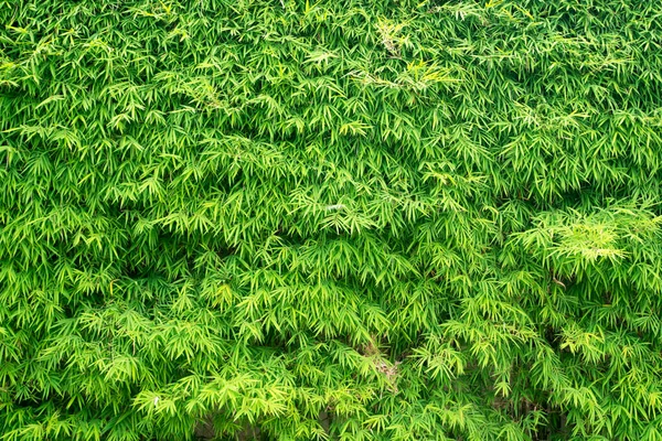 Beautiful Bamboo Leaves Pattern Nature Background — Photo