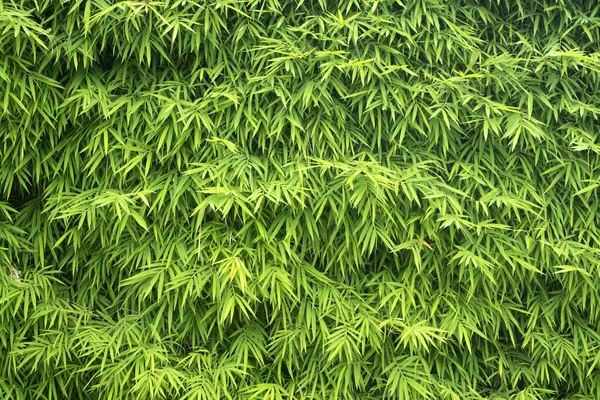 Beautiful Bamboo Leaves Pattern Nature Background — Photo