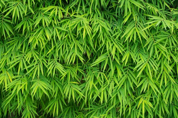 Beautiful Bamboo Leaves Pattern Nature Background —  Fotos de Stock