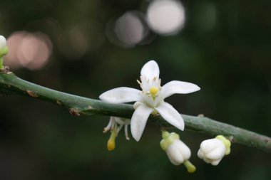 Doğa arka planı için limon çiçeği bitkisi.