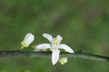 Doğa arka planı için limon çiçeği bitkisi.