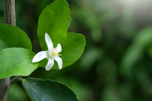 Lemon Flower Plant Nature Background — стоковое фото