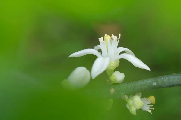 Lemon Flower Plant Nature Background — 스톡 사진