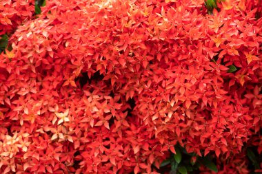 Kırmızı Ixora Chinensis Çiçeği doğa arka planı için.