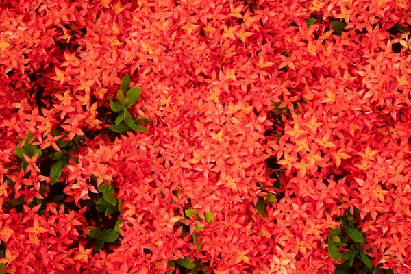 Red Ixora Chinensis Flower Plant Nature Background — 스톡 사진