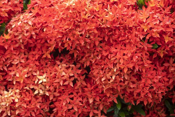 Kırmızı Ixora Chinensis Çiçeği doğa arka planı için.