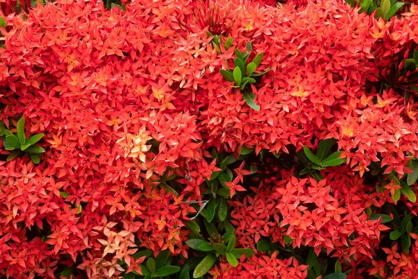 Kırmızı Ixora Chinensis Çiçeği doğa arka planı için.
