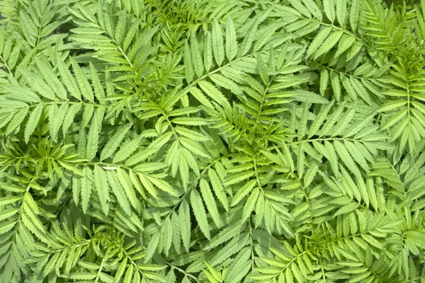 Gröna Blad Mönster För Naturen Bakgrund — Stockfoto