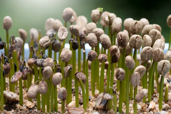 Granos Café Creciendo Plantas Café Fondo Naturaleza — Foto de Stock