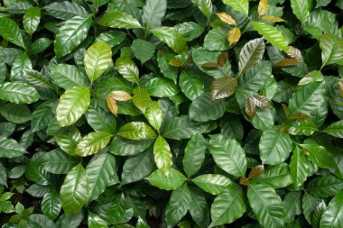 Doğanın geçmişi için kahve bırakılmış bitki deseni.