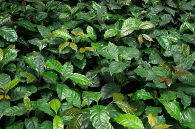 Doğanın geçmişi için kahve bırakılmış bitki deseni.