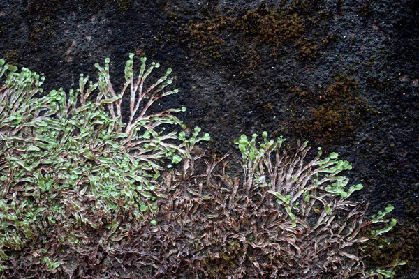 Las Hepáticas Evidencia Más Temprana Las Plantas Fondo Naturaleza —  Fotos de Stock