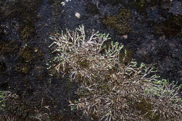 Liverworts Αρχαιότερη Απόδειξη Των Φυτών Στη Φύση Υποβάθρου — Φωτογραφία Αρχείου