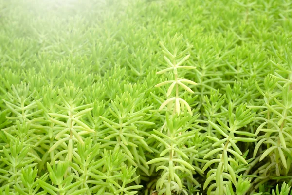 Zielone Liście Roślin Wzór Tła — Zdjęcie stockowe
