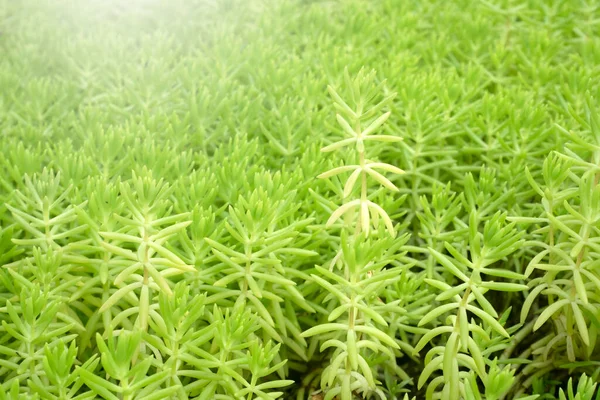 Hojas Verdes Planta Patrón Fondo — Foto de Stock