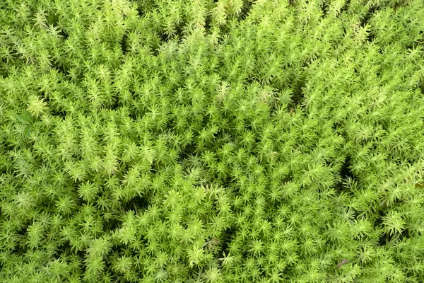 Zielone Liście Roślin Wzór Tła — Zdjęcie stockowe