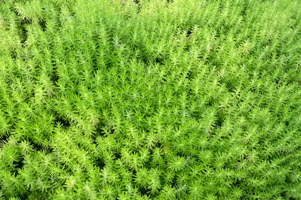 Green Leaves Plant Pattern Background — Stock Photo, Image