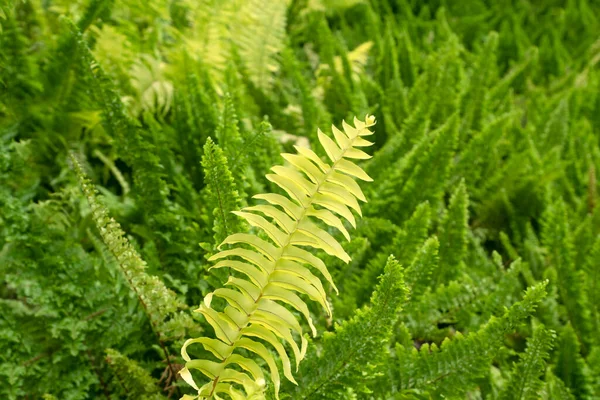 Fern Listy Pro Přírodu Pozadí — Stock fotografie