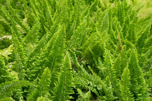 Fern Leaves Nature Background — Stock Photo, Image