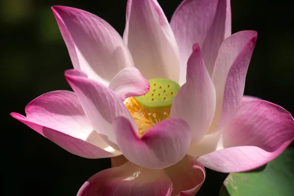 Lótus Rosa Para Fundo Tailândia Sudeste Asiático — Fotografia de Stock