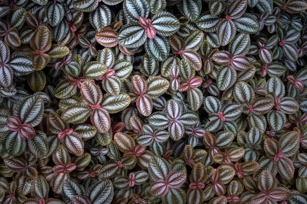 Beautiful Leaves Plant Pattern Nature Background — Stock Photo, Image
