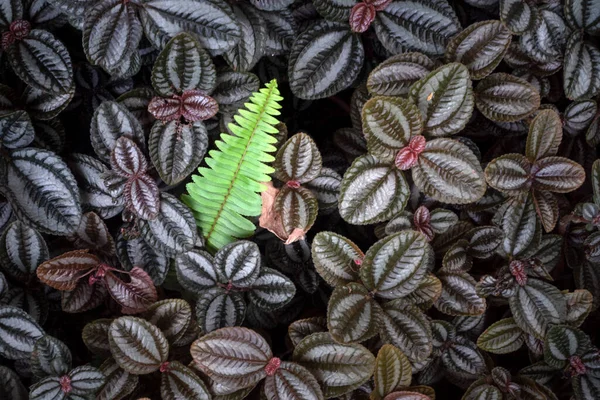 自然の背景のための美しい葉植物パターン — ストック写真