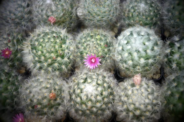 Cactus Plantas Suculentas Para Natureza Fundo — Fotografia de Stock