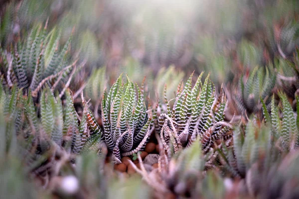 Кактуси Або Сукулентні Рослини Природи Фон — стокове фото