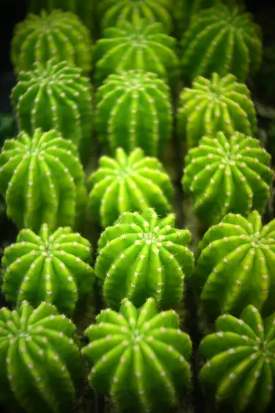 Cactus Atau Tanaman Sukulen Untuk Alam Latar Belakang — Stok Foto