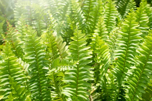 Farnblätter Tropischen Regenwald — Stockfoto