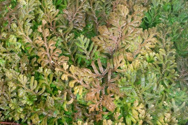 热带雨林中的蕨叶 — 图库照片