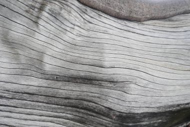 Doğa için Eski Ahşap Doku.